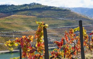 vines, wine estate, winery, vineyard, Douro River, Portugal vines, wine estate, winery, vineyard, Douro River, Portugal